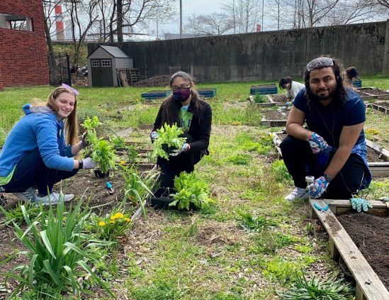 Students plant plants